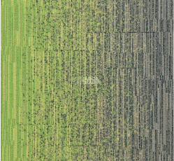 Milliken LayLines llt 141-103-173-06 Zing-Sweater фото 1 | FLOORDEALER